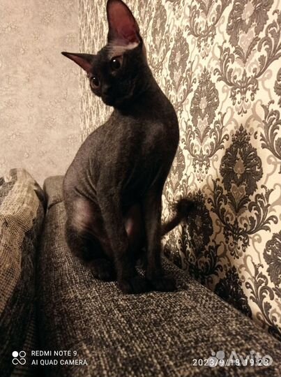 Канадский сфинкс браш