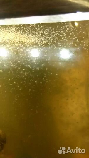 Дафния Моина