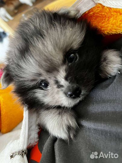 Шпицедетки