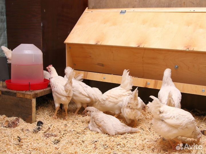 Куры несушки