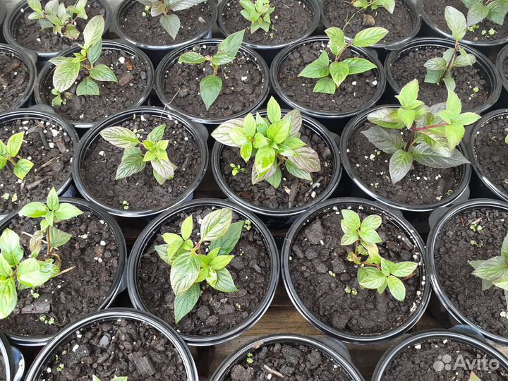 Гортензия зкс