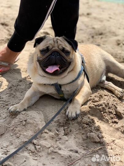 Мопс вязка мальчик