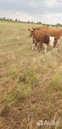 Бык на племя