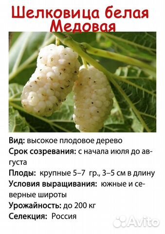 Саженцы шелковицы белой