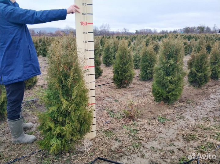 Туя Колумна