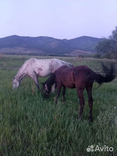 Конский навоз