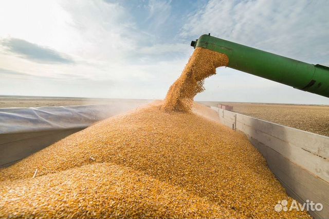 Зерно пшеница ячмень кукуруза объявление продам