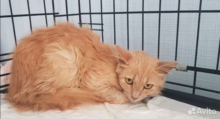 Впустите в свой дом и в свое сердце солнышко