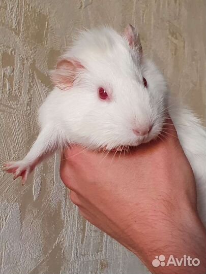 Морская свинка