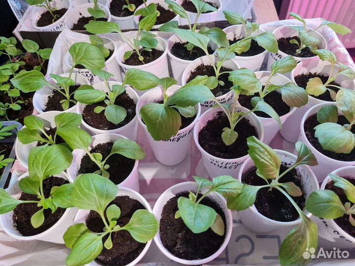 Рассада цветы астра