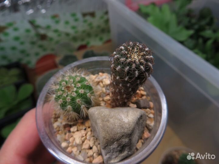 Кактусы, суккуленты