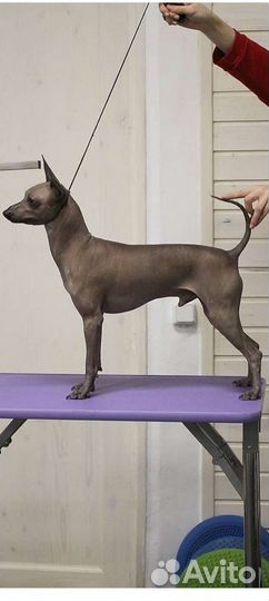 Ксолоитцкуинтли(мини) Вязка