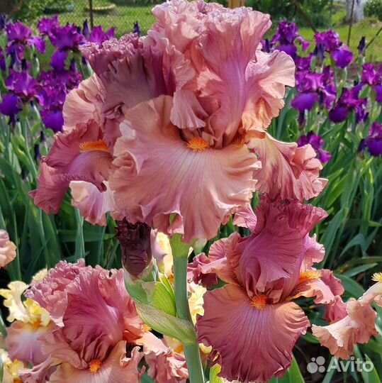 Ирисы бородатые