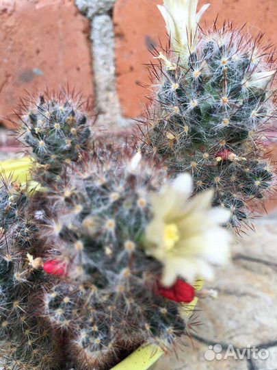 Цветы комнатные