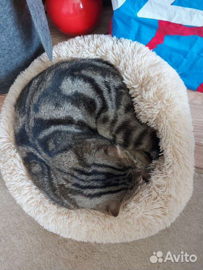 Шотландский кот вязка