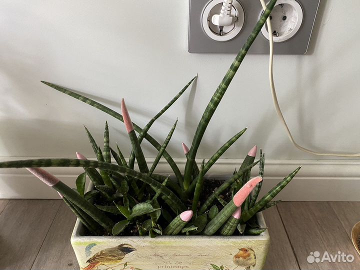 Сансевиерия цилиндрика