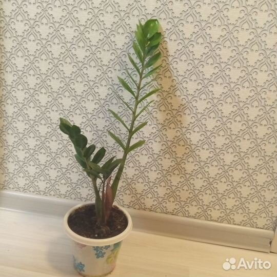 Комнатные цветы