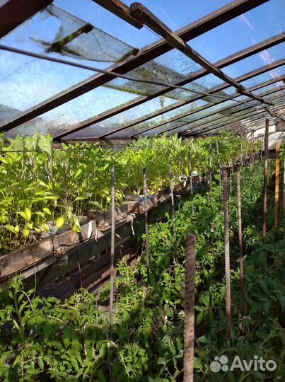 Рассада томатов