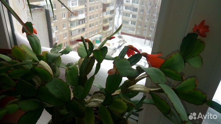 Рипсалидопсис оранжевый