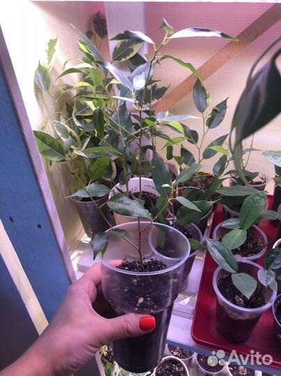 Замиокулькас фикус Бенджамина пальма драцена