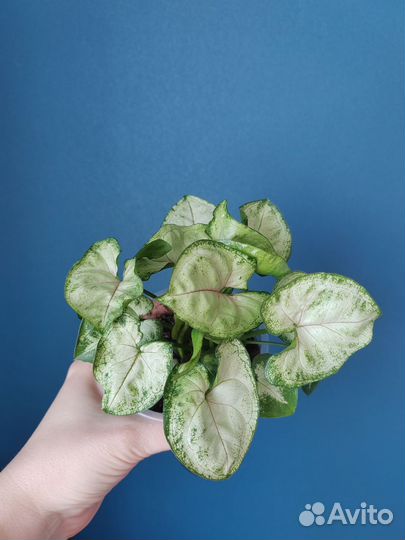 Сингониумы