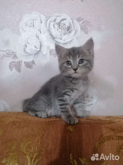 Кошка в дар