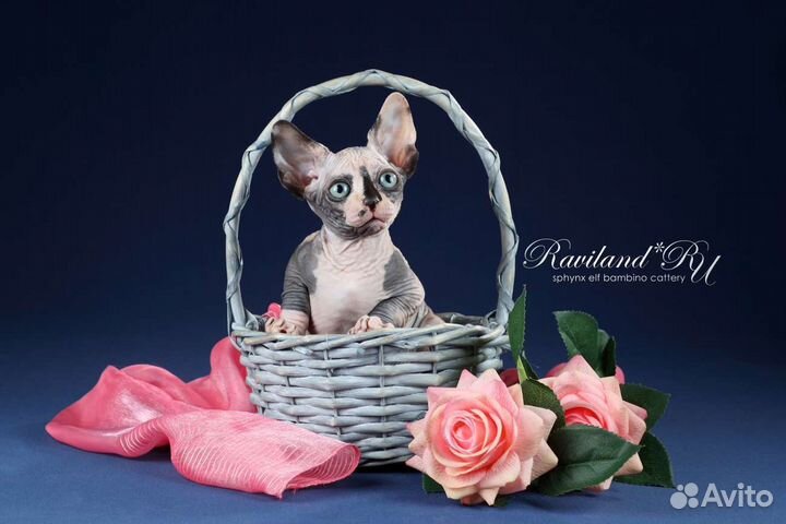 Канадский сфинкс