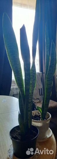 Сансевиерия