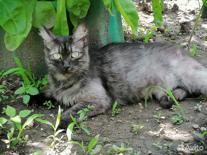 Найдена кошечка редкого окраса 