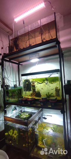 Аквариумные рыбки растения и всё для содержания