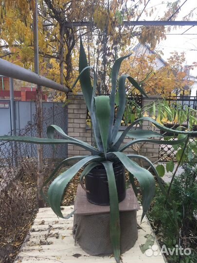 Цветок Агава