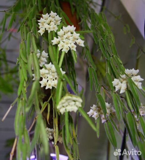 Хойя Линеарис