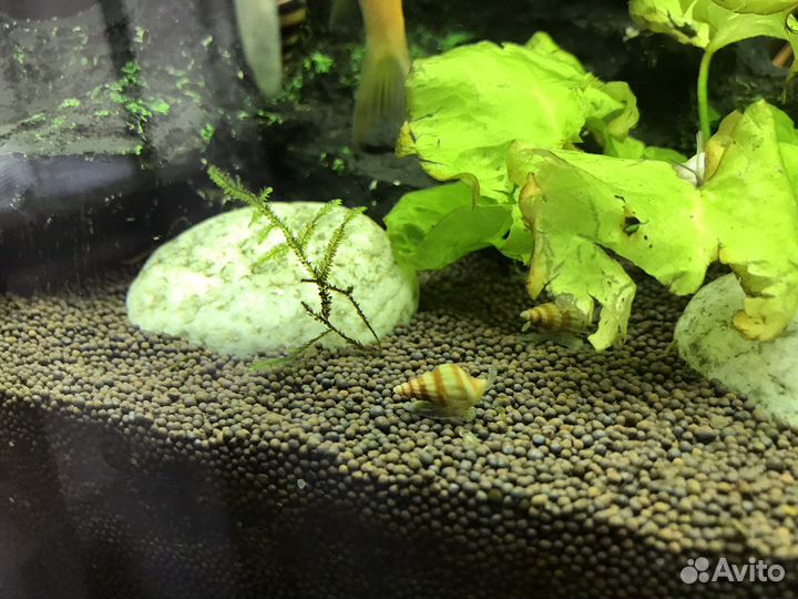 Улитка хелена