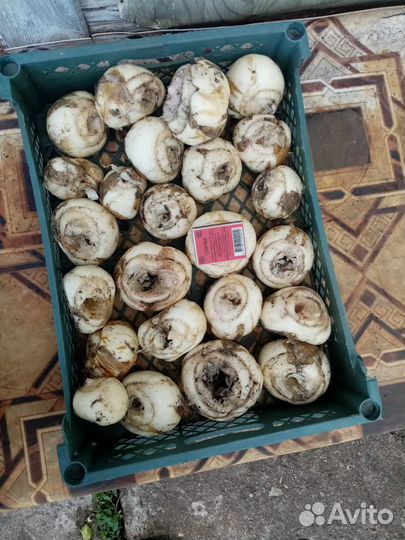 Рябчик императорский