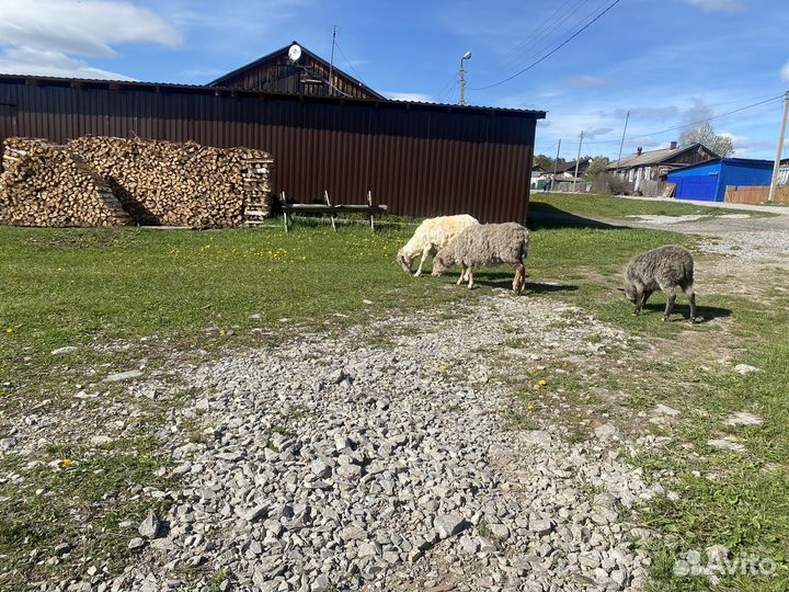 Овечка бараны