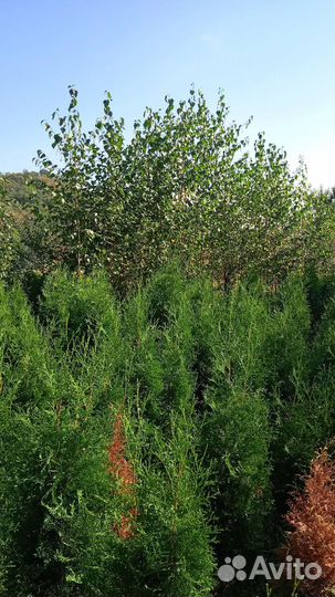 Берёза, туя