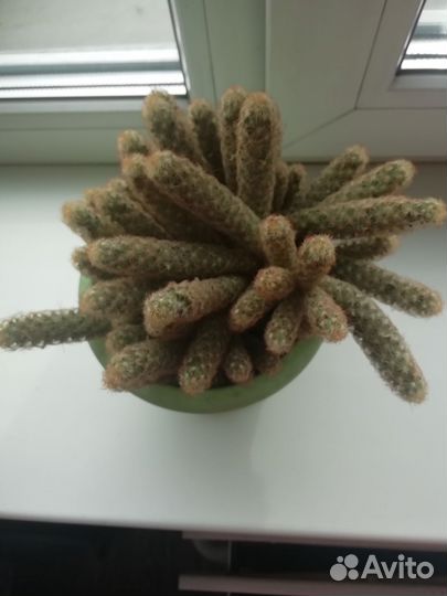 Кактус