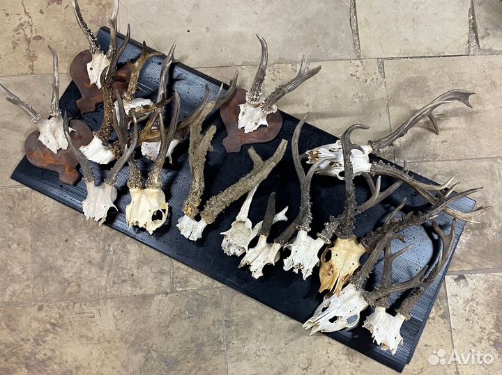 Рога косули лося