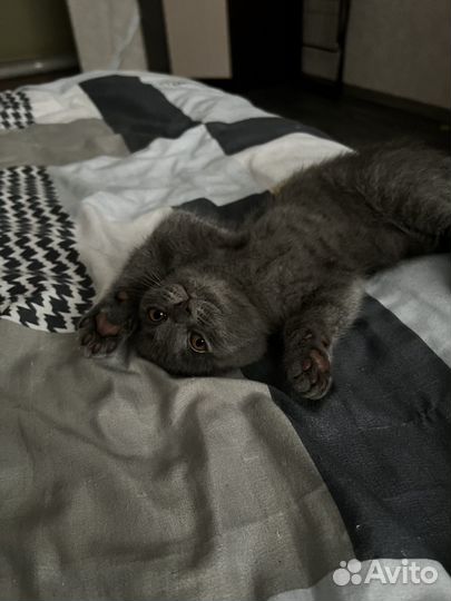 Шотландские вислоухие котята