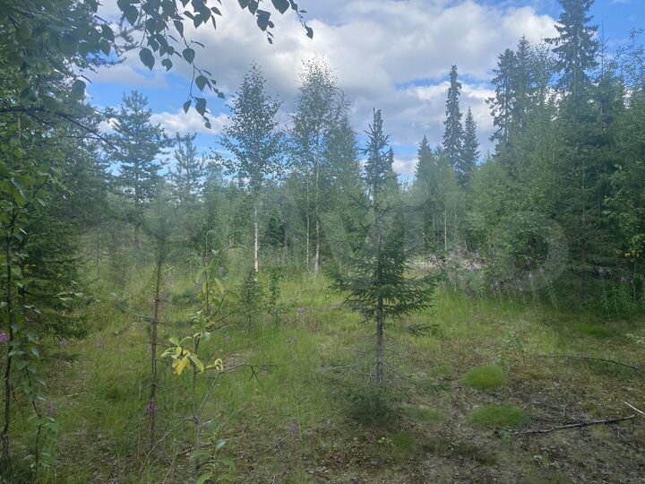 Участок 6,5 сот. (СНТ, ДНП)