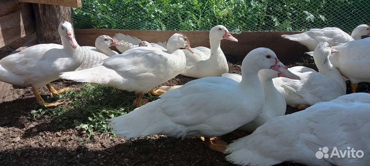 Мускусная утка тяжелой линии