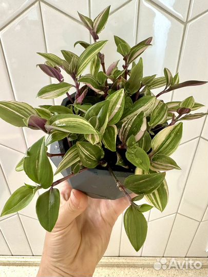 Традесканция рейнбоу хилл