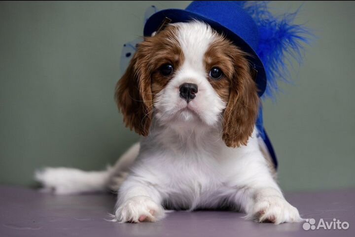 Щенки Кавалер кинг чарльз спаниель