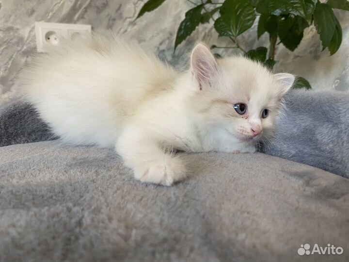 Котята с голубыми глазами