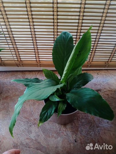 Сочные спатифиллумы