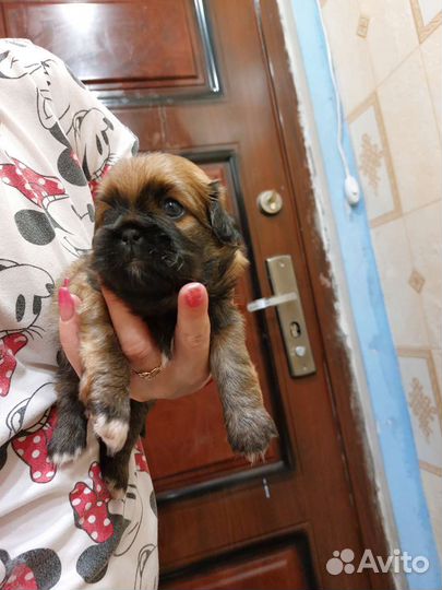 Щенки пекинеса