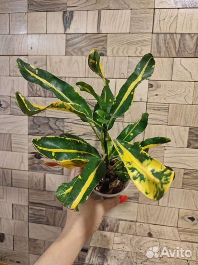 Кротон мамми еллоу