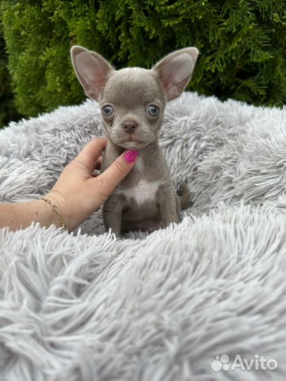 Лиловый принц