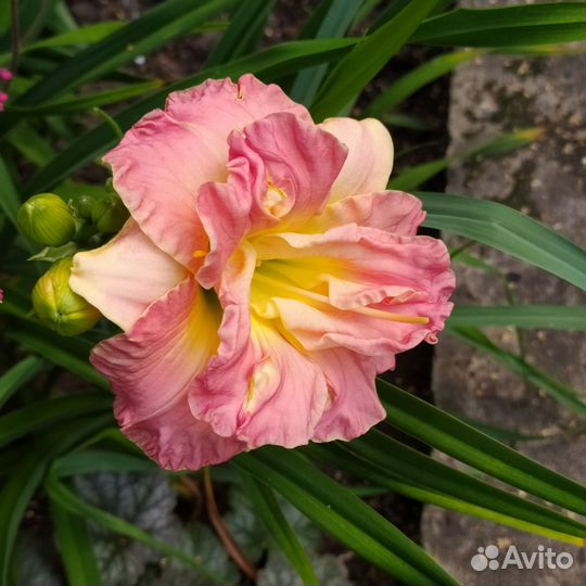 Лилейник Lacy Dolly Лейси Долли и другие