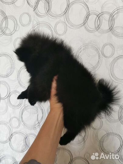 Щенок померанского шпица